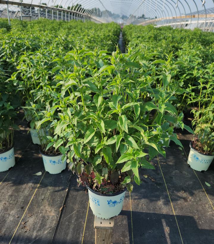 MONARDA `BLUE STOCKING`