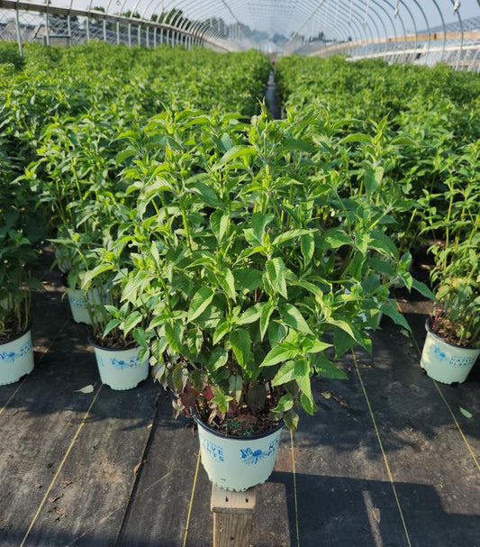 MONARDA `BLUE STOCKING`