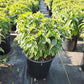 MONARDA SB `BUBBLEGUM BLAST`