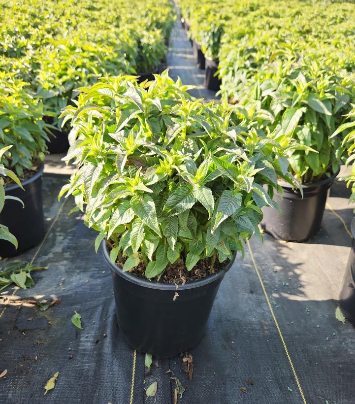 MONARDA SB `BUBBLEGUM BLAST`