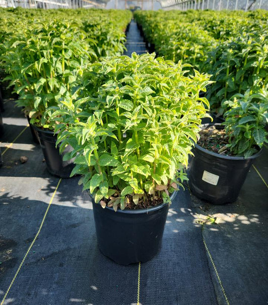 MONARDA SB `LILAC LOLLIPOP`