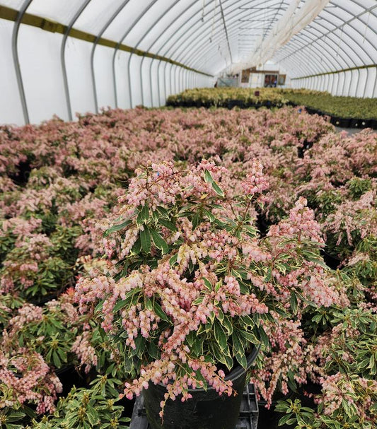 PIERIS JAPONICA `PINK FROST`