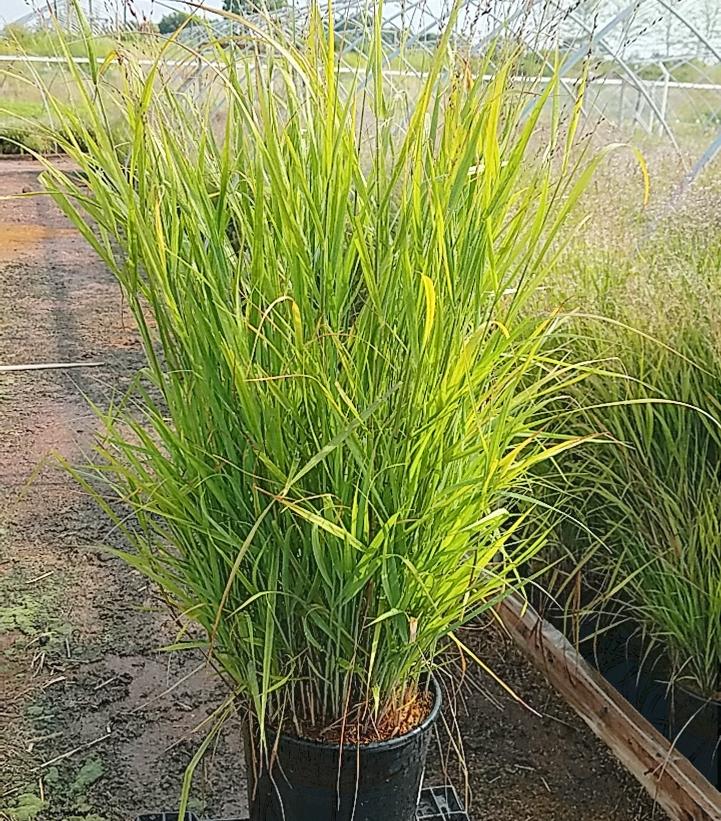 PANICUM VIRGATUM `PURPLE TEARS`