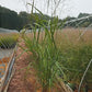 PANICUM VIRGATUM `THUNDERCLOUD`