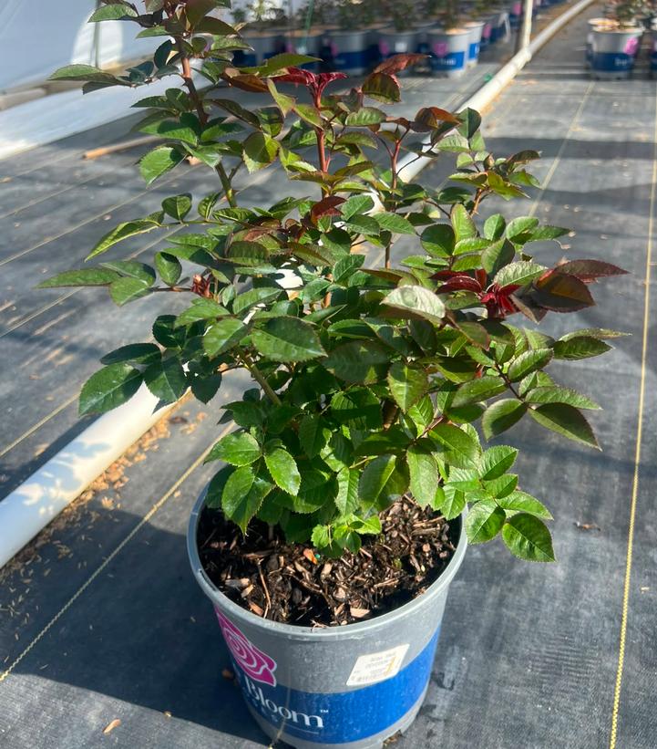 ROSA `TRUE DEVOTION` CL