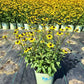 RUDBECKIA FULGIDA VAR. FULGIDA