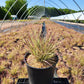 SCHIZACHYRIUM SCOPARIUM `SHINING STAR`