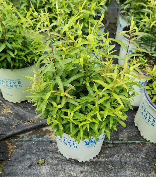 SOLIDAGO ODORA