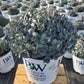 SEDUM ROCK `N ROUND `POPSTAR`