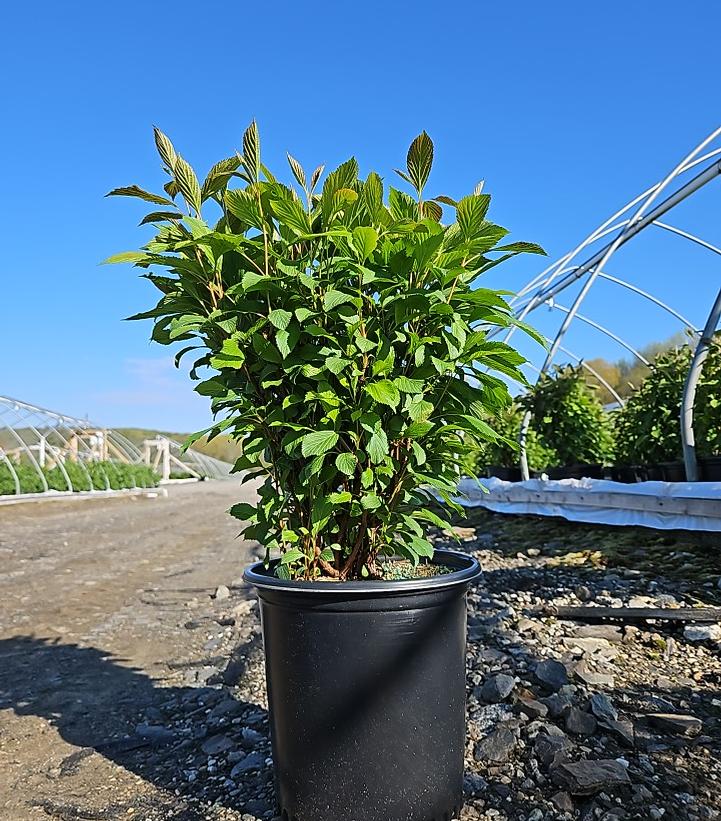 VIBURNUM FARRERI `NANUM`