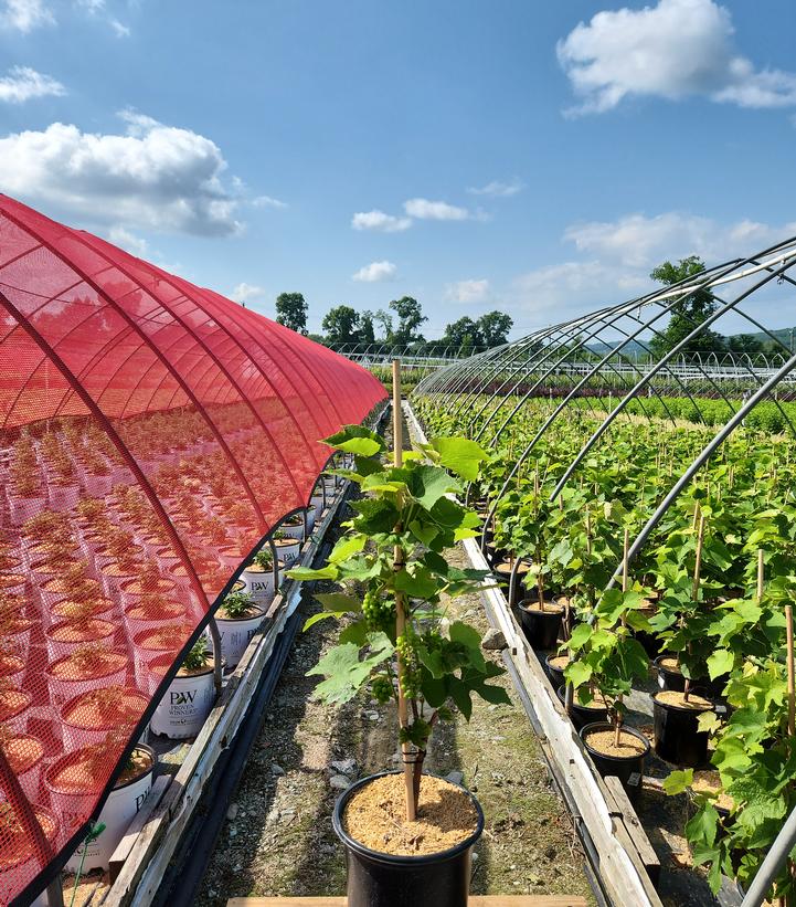 VITIS `RELIANCE` SEEDLESS