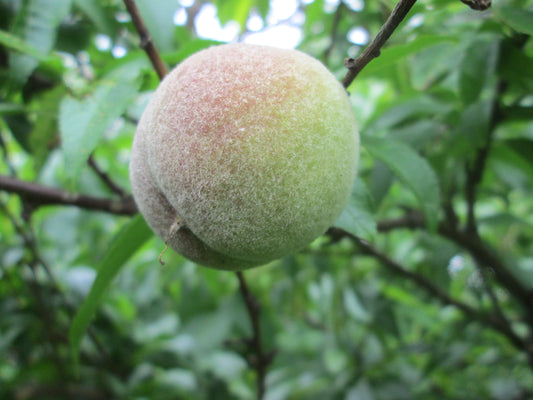 PRUNUS FRUIT SNACKS® `BLUSHING PEARL™` PEACH-Peach