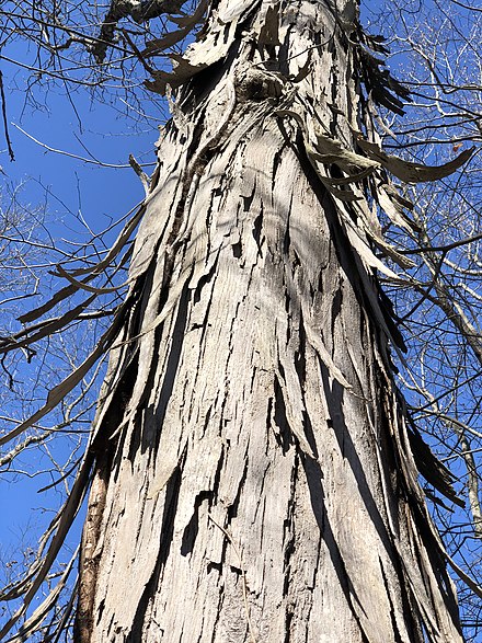 CARYA OVATA