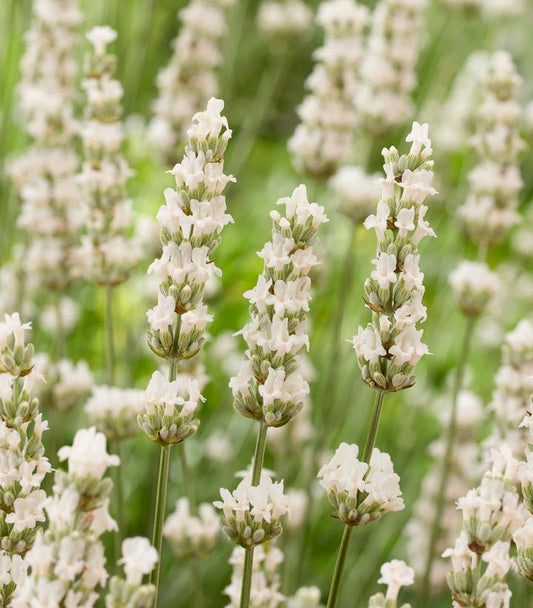 LAVANDULA X INTERMEDIA `EXCEPTIONAL` (WHITE)