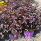 PHYSOCARPUS OP. `FIRESIDE`-Common Ninebark; Eastern Ninebark