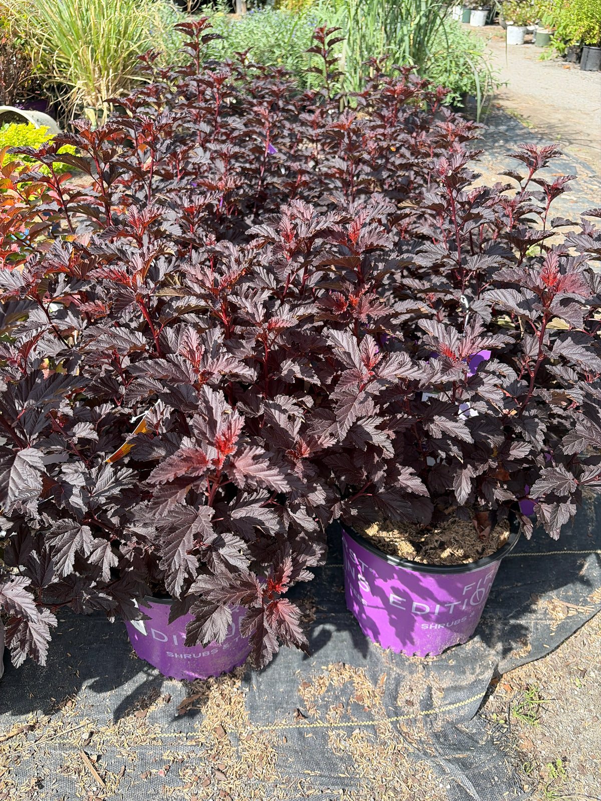 PHYSOCARPUS OP. `FIRESIDE`-Common Ninebark; Eastern Ninebark