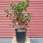 ILEX VERTICILLATA `RED SPRITE`