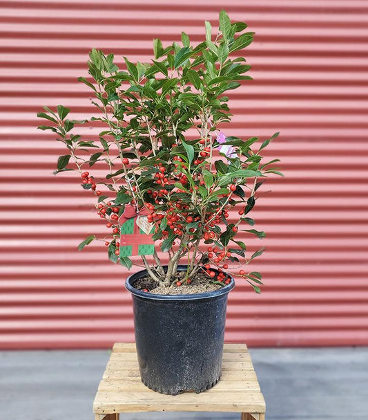 ILEX VERTICILLATA `RED SPRITE`