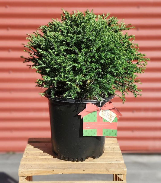 THUJA `MR. BOWLING BALL`