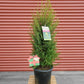 JUNIPERUS COMMUNIS `GOLD CONE`