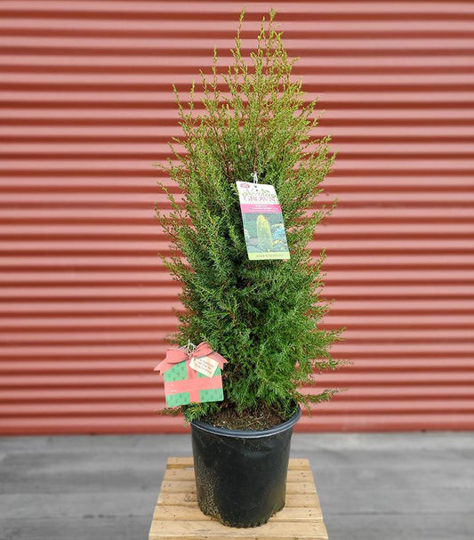 JUNIPERUS COMMUNIS `GOLD CONE`