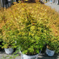 ACER PAL. DIS. `METAMORPHOSA`