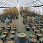 ACER SHIRASAWANUM `AUTUMN MOON`-Full Moon Maple