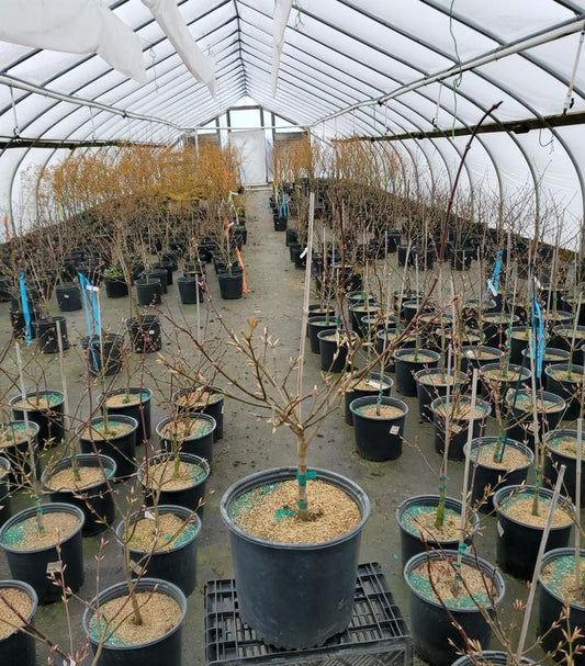 ACER SHIRASAWANUM `AUTUMN MOON`