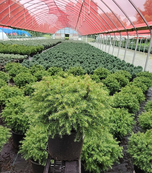 CRYPTOMERIA JAPONICA `MUSHROOM`