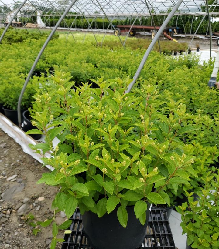 CEANOTHUS AMERICANUS