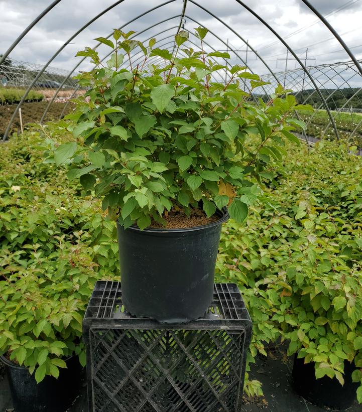 CORNUS SANGUINEA `MIDWINTER FIRE`