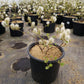 FOTHERGILLA GARDENII `BLUE MIST`