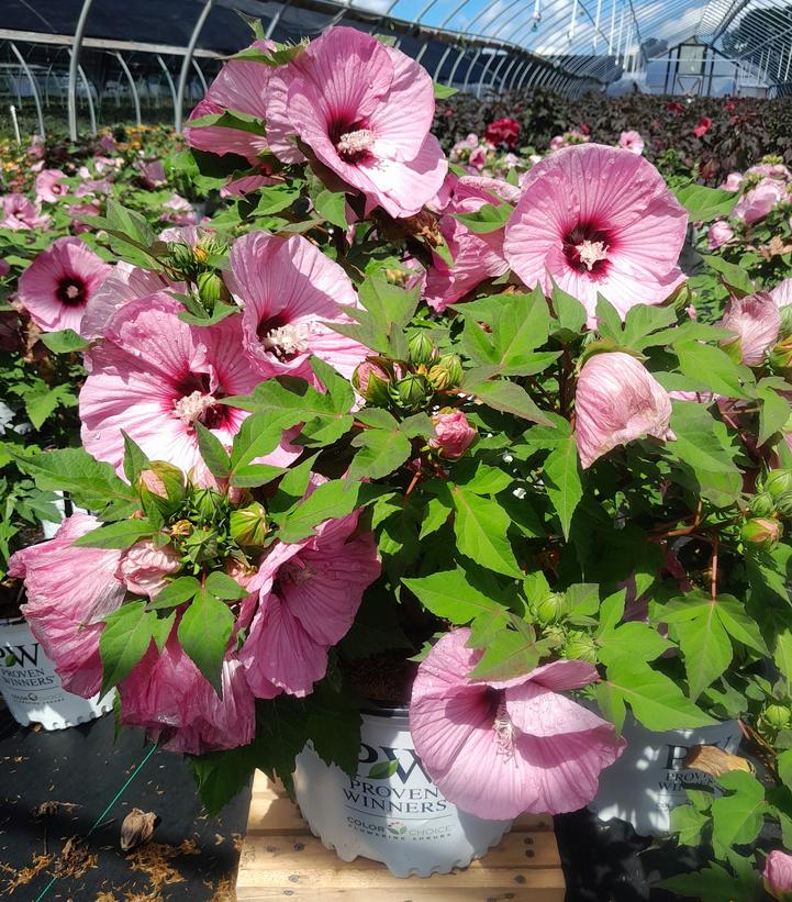 HIBISCUS SUMMERIFIC `CANDY CRUSH`