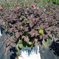 HIBISCUS SUMMERIFIC `EVENING ROSE`