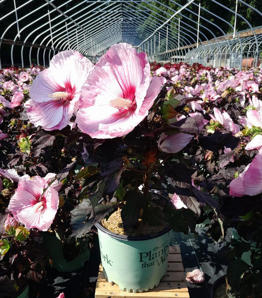 HIBISCUS `STARRY STARRY NIGHT`