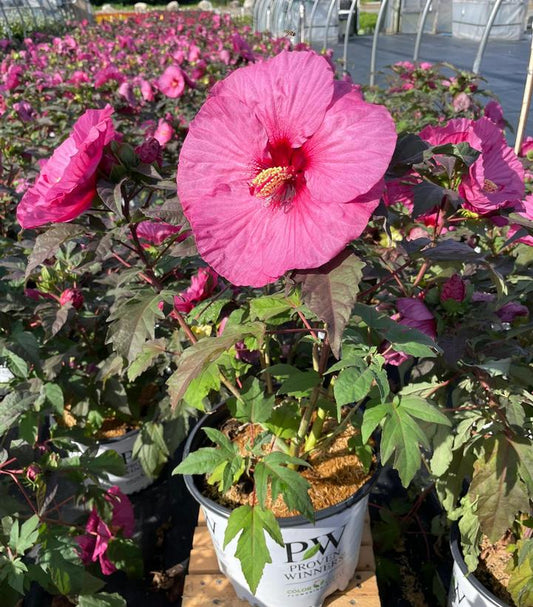 HIBISCUS SUMMERIFIC `BERRY AWESOME`