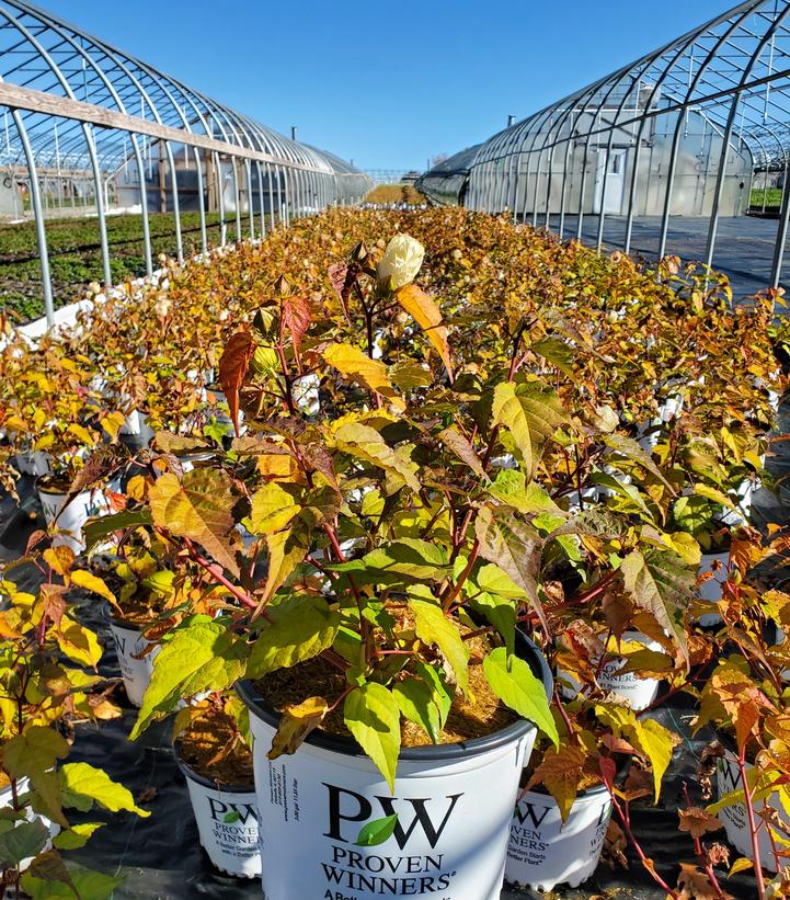 HIBISCUS SUMMERIFIC `SPINDERELLA`