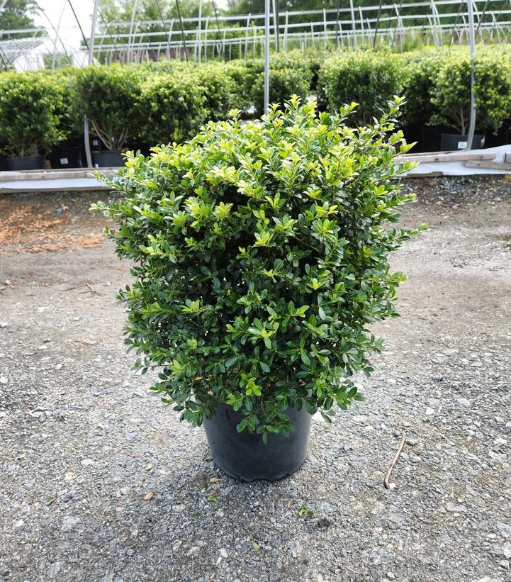 ILEX CRENATA `GREEN LUSTER`