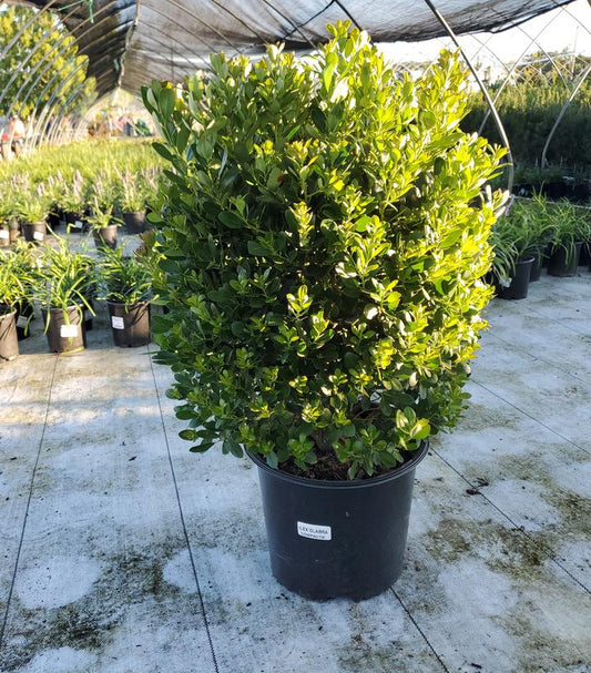 ILEX GLABRA `COMPACTA`