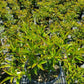 KALMIA LATIFOLIA `YANKEE DOODLE`