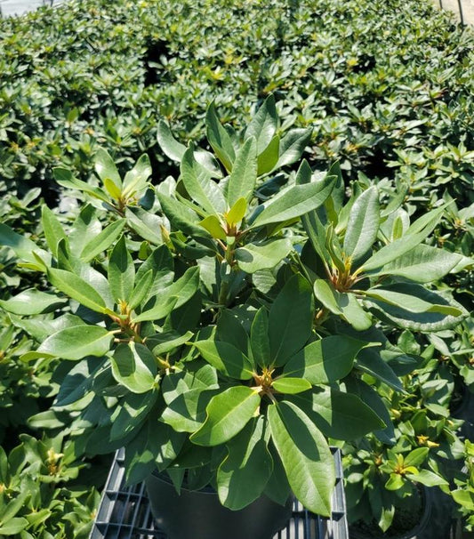 RHODODENDRON `FIRESTORM`