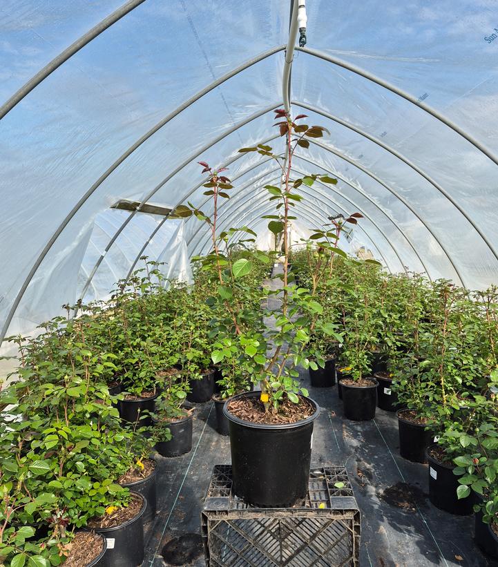 ROSA `WHITE EDEN` - CL