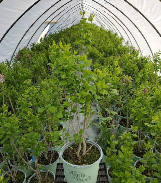 SYRINGA `EQUINOX VALLEY`