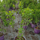 SYRINGA X `VIRTUAL VIOLET`