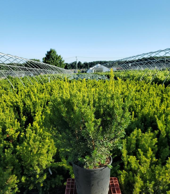 TAXUS X `DARK GREEN SPREADER`