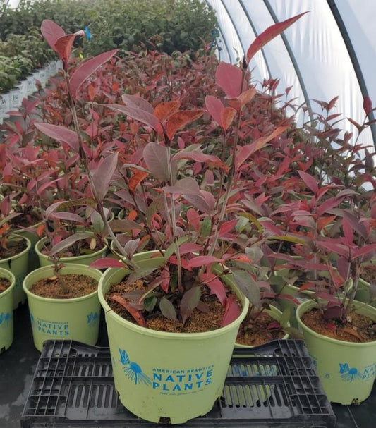 VIBURNUM CASSINOIDES `RAISINETTE`