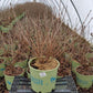VIBURNUM DENTATUM `BLUE BLAZE`