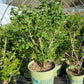 VIBURNUM TRILOBUM `WENTWORTH`