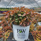WEIGELA `MIDNIGHT SUN`-Weigela