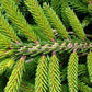PICEA orient. Bergman's Gem-Oriental spruce